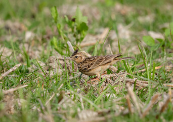 Oriental skylark bird standing calmly on ground.