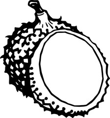 Durian Fruit Half A Line Art Illustration of Tropical Durian
