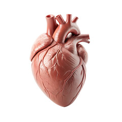 Real human heart png anatomical organ muscle realistic model transparent white background image