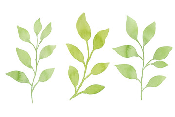 Watercolor leaves illustration set - green leaf branches collection for wedding, greetings, stationary, wallpapers, fashion, background. olive, green leaves, Eucalyptus etc