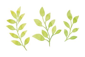Watercolor leaves illustration set - green leaf branches collection for wedding, greetings, stationary, wallpapers, fashion, background. olive, green leaves, Eucalyptus etc