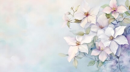 Obraz premium white watercolor clematis on white backdrop. painting flower background. illustration floral nature. Anemone flower wallpaper for greeting cards weddings or birthdays. Copy space. space for text