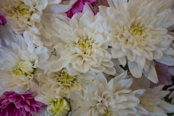 Close-up shot captures a lush arrangement of white chrysanthemums, interspersed with magenta blooms, creating a rich and textured floral composition