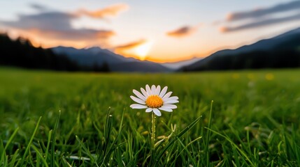 A single daisy stands in a lush green field, illuminated by the warm glow of a sunset, framed by distant mountains under a colorful sky.