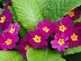 Primelblüten mit Primelblättern