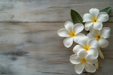 Beautiful White Plumeria Flowers on Rustic Wooden Background