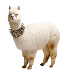 Fototapeta premium Alpaca wearing a spiked collar isolated PNG