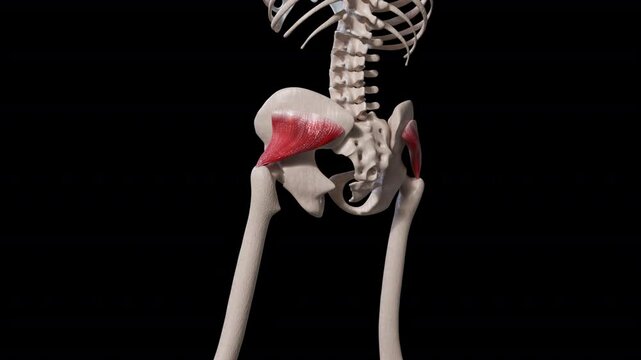 Gluteus Minimus Muscle Movement