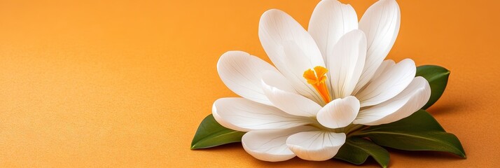 Naklejka premium beautiful crocus flower 