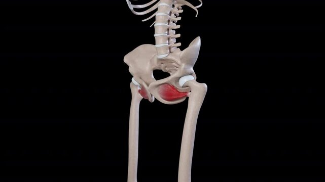  Obturator Externus Muscle Movement