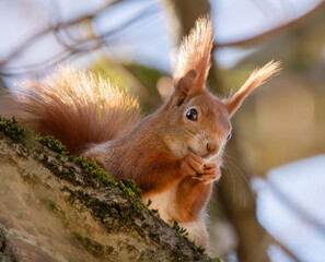 Fressendes Eichhörnchen im Baum