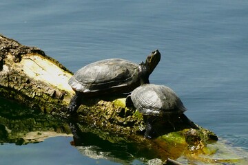 Fototapeta premium Two turtles standing on wooden trunk by the lake having sunbath