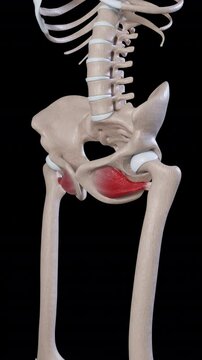 Obturator Externus Muscle Movement Vertical Video