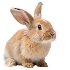 Obraz premium Fluffy white and gray rabbit, a cute small mammal and pet bunny, isolated on a white background