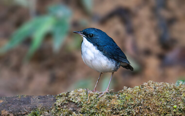 Siberian Blue Robin, A beautiful bird with blue upperparts and snow-white belly separated by black running from the eye to the bend of the wing.