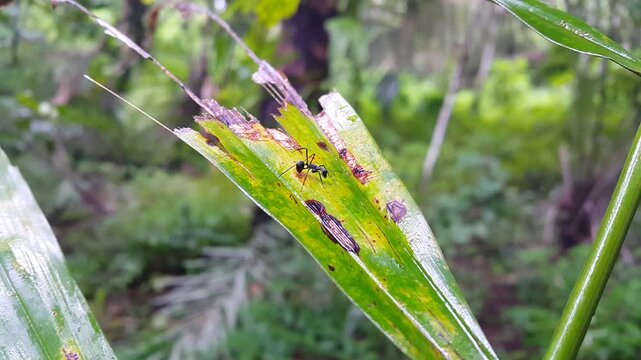 Polyrhachis armata is a species of ant from the genus Polyrhachis. The genus polyrhachis has developed eyes but no ocelli. In most species, the mesosoma has spines.