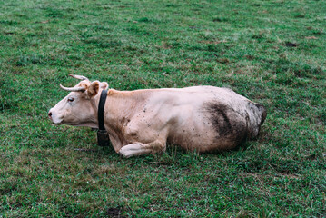 Cow peacefully resting in a grassy meadow of the Saja River Valley, Cantabria, Spain.