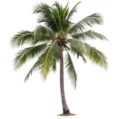 Obraz premium Isolated against a white background, a green tropical coconut palm tree evokes summer beach vacation vibes with its exotic leaves reaching towards a sunny sky
