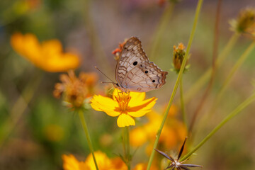 White peacock butterfly (Anartia jatrophae) sipping nectar from a flower.