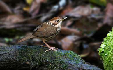 A Puff-throated Babbler, right after bath.
