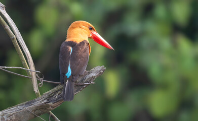 Brown-winged Kingfisher, A chunky large orangish kingfisher with an oversized head and a scarlet dagger of a bill and dark brown wings.