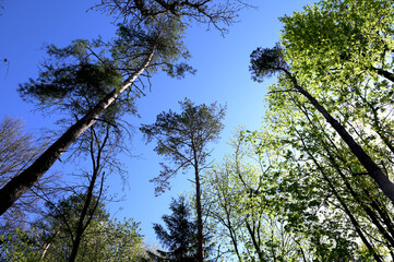 Green crown trees view from below into the sky.