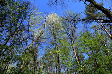Green crown trees view from below into the sky.