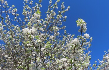 White pear flowers (Pyrus calleryana) blossom against blue sky in Florida nature