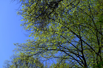 Green crown trees view from below into the sky.