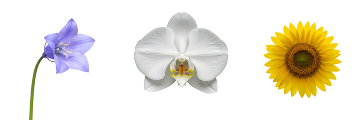 Fototapeta premium Set of Isolated Flowers – Blue Bellflower, White Orchid, and Yellow Sunflower on Transparent Background