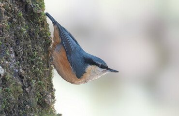 White-tailed Nuthatch.. A nuthatch with gray upperparts and pale orange underparts.