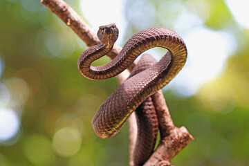 Mangrove pit viper snakes on the branch