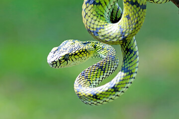Trimeresurus sumatranus, pit viper snakes on the branch