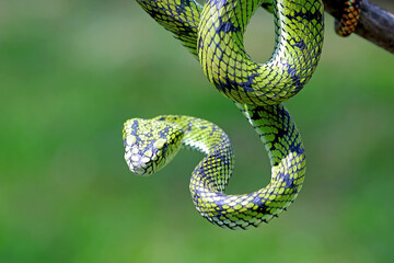 Trimeresurus sumatranus, pit viper snakes on the branch
