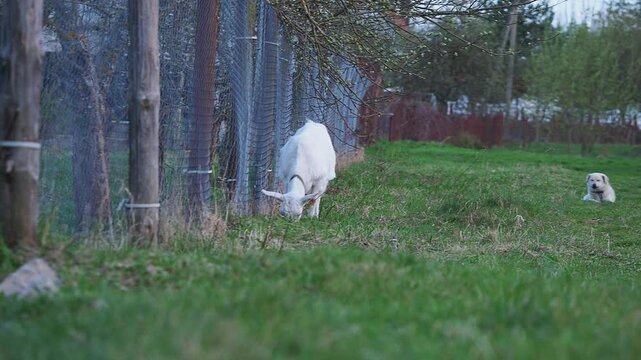 A white goat grazes in nature and eats
