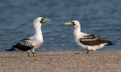 A beautiful Masked Booby pair on Porbandar coast