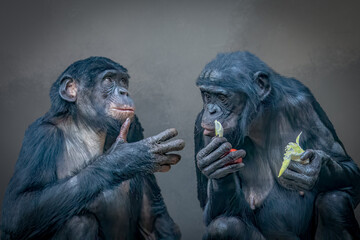 Two chimpanzees interacting, one holding food, against plain background