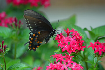 The right side of a spicebush swallowtail butterfly pollinating red penta flowers in a backyard in Central Florida

So talented to get all those legs onto one tiny penta flower!
