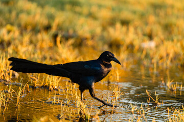 Blackbird walking in wet grass at sunset in Nicaragua