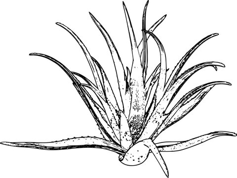 recommend clip art: Aloe vera line art