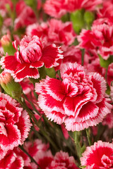 빨간색 카네이션 꽃 근접사진