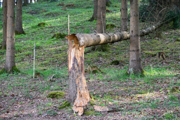 A tree stump with a freshly felled tree trunk on it, surrounded by green grass in a forest landscape.