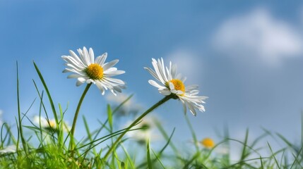 Wild daisies blooming in lush grass under a blue sky, a peaceful moment of nature's beauty