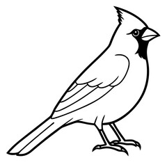 Fototapeta premium Cardinal Bird Continuous Line Art Vector