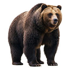 Fototapeta premium Majestic Grizzly Bear in Natural Habitat: A formidable grizzly bear stands tall, showcasing its massive frame, powerful claws, and dense fur.
