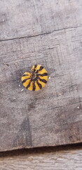 Colorful striped insect on wooden surface during daylight showcasing patterns and textures