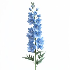 Fototapeta premium Blue delphinium flower stalk isolated on white background