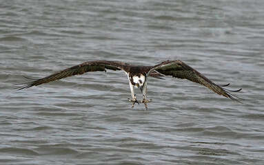 Osprey Diving