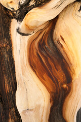 close up of a bristlecone pine tree trunk