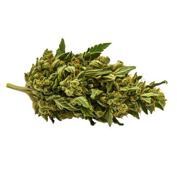 cannabis on transparent background
